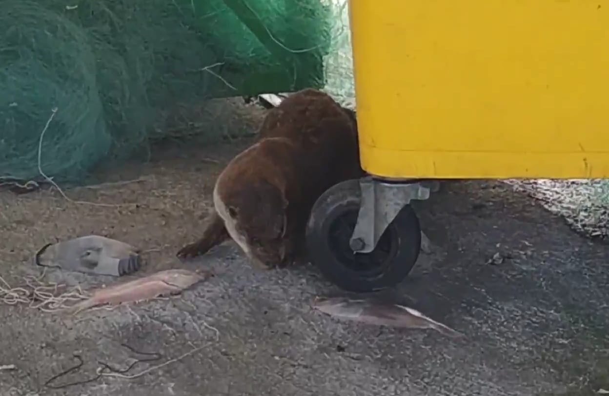 Vídeo. Las nutrias campan a sus anchas en el Puerto de Marín